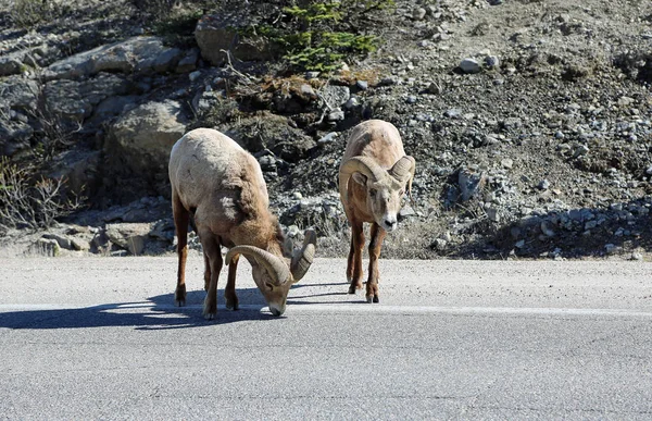 Two Bighorn Sheep Jasper National Park Alberta Canada — Stock Photo, Image