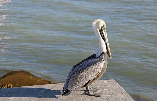 Pelican Dunedin Floryda — Zdjęcie stockowe