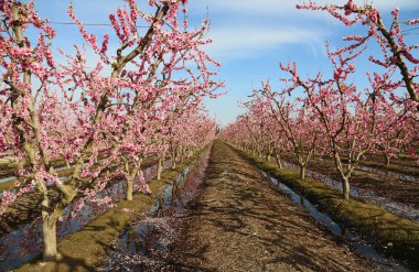 Şeftali bahçesi çiçeklenme - Fresno, Kaliforniya