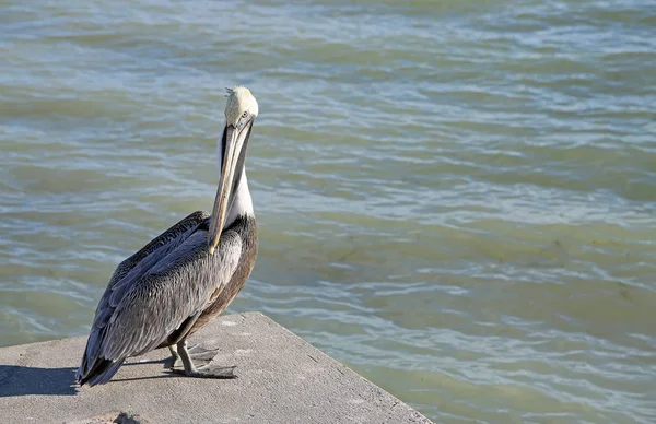 Pelikan Patrzy Mnie Dunedin Floryda — Zdjęcie stockowe