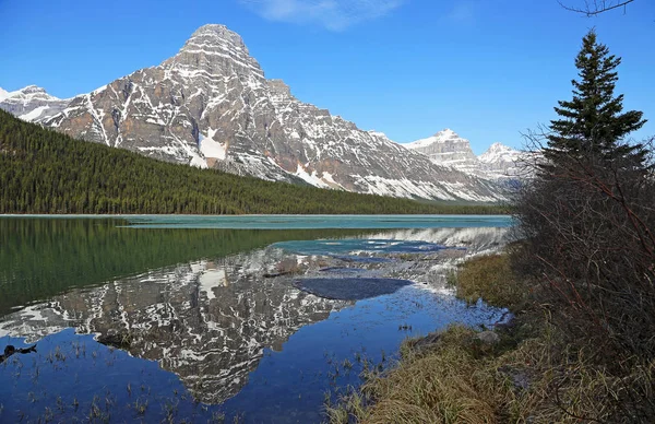 On Waterfowl Lake - Mt Chephren and spruce tree - Jasper National Park, Alberta, Canada