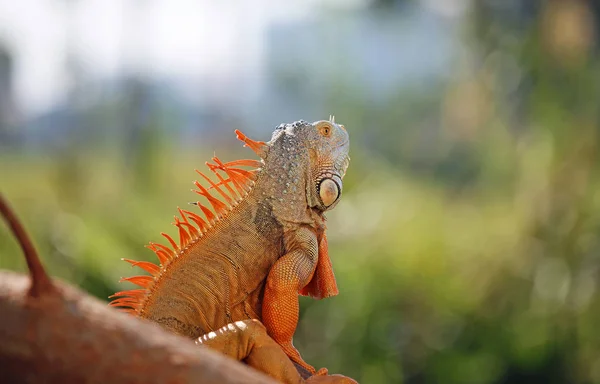 Iguana Close Miami Florida — Fotografia de Stock