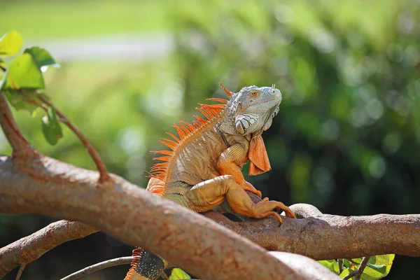 Iguana Com Crista Laranja Miami Florida — Fotografia de Stock