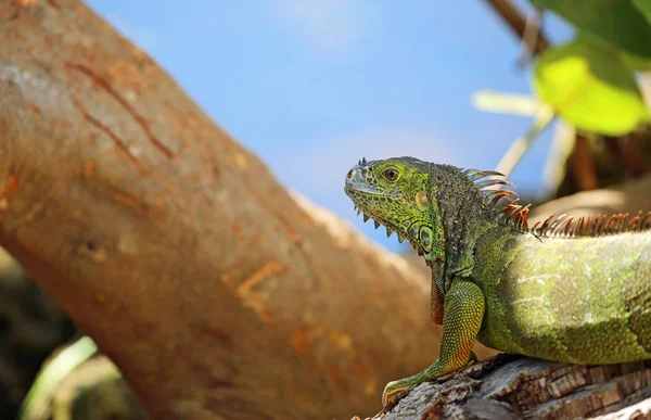 Iguana Verde Perfil Miami Florida — Fotografia de Stock