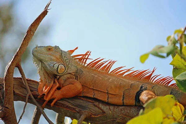 Iguana Grande Miami Florida — Fotografia de Stock