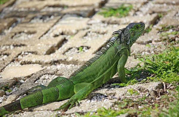 Iguana Verde Caminho Miami Florida — Fotografia de Stock