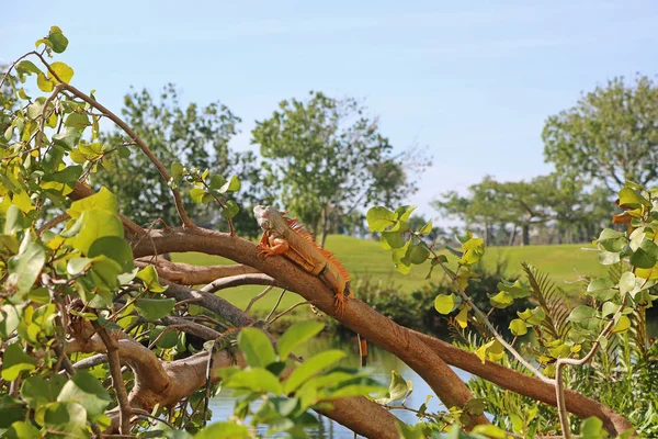 Tak Met Leguaan Wilde Leguaan Miami Florida — Stockfoto