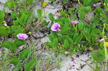 Demiryolu asma çiçekleri, Florida'da plaj
