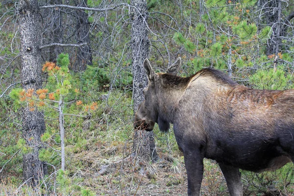 Female Moose Forest Jasper National Park Alberta Canada — Stock Photo, Image