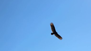 Mavi gökyüzünde Akbaba - Florida