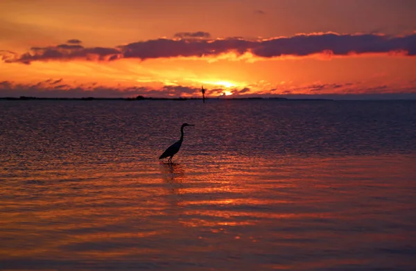 Reiher Silhouette Bei Sonnenuntergang Florida — Stockfoto