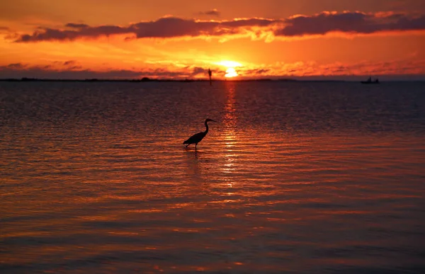 Heron Och Sunset Florida — Stockfoto