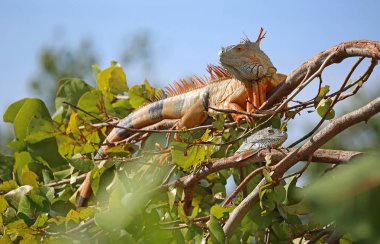 Ağaçta iki iguana - Miami, Florida