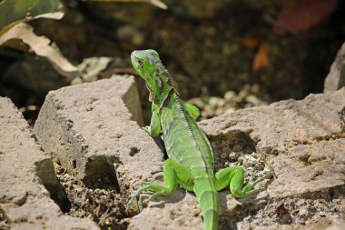 Kaya üzerinde Yeşil iguana - Miami, Florida