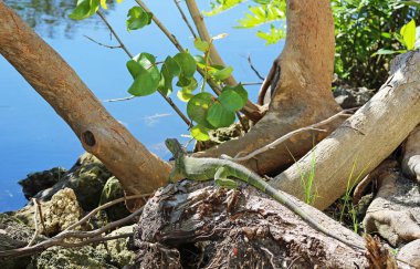 Nehirüzerinde Yeşil iguana - Miami, Florida