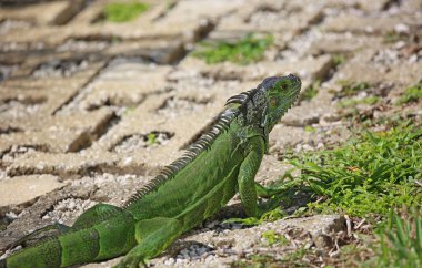 Yeşil iguana yolda yakın yürüyüş - Miami, Florida