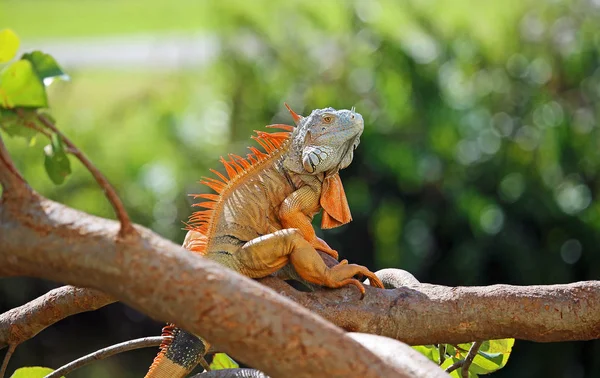 Iguana Bonita Filial Miami Florida — Fotografia de Stock