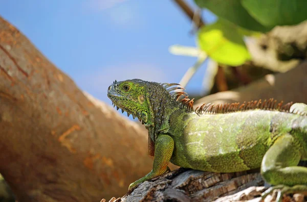 Green Iguana Close Miami Florida — Fotografia de Stock