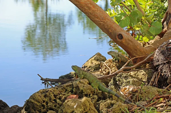 Iguana Verde Selvagem Miami Florida — Fotografia de Stock