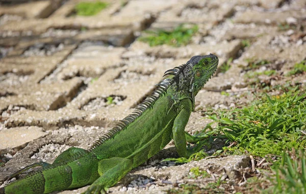 Iguane Vert Marchant Sur Chemin Près Miami Floride — Photo