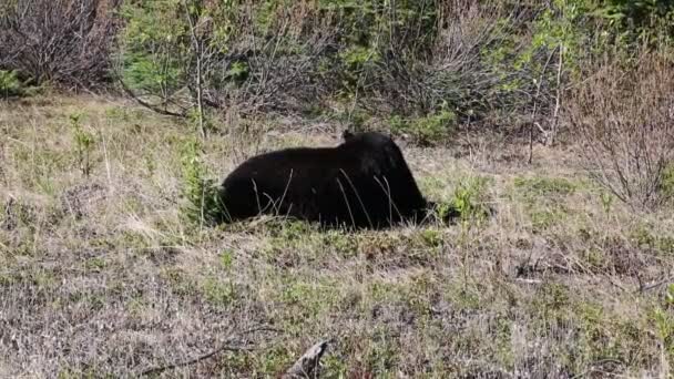 Urso Negro Parque Nacional Jasper Alberta Canadá — Vídeo de Stock