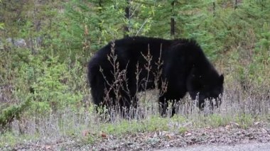Yola yakın siyah ayı - Jasper National Park, Alberta, Kanada