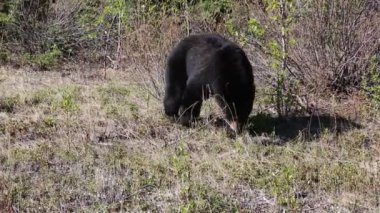 Vahşi siyah ayı ile sahne - Jasper Ulusal Parkı, Alberta, Kanada