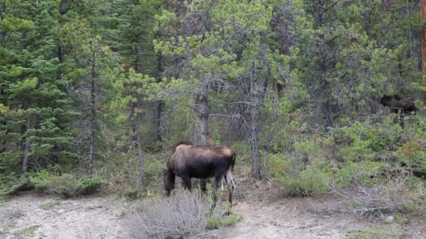 Moose Family Forest Jasper National Park Alberta Canada — Stock Video