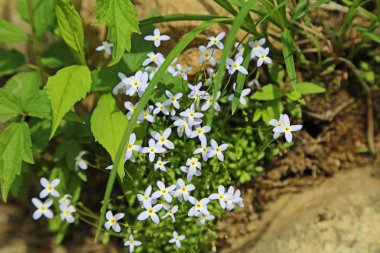 Azure Bluet - Houstonia Caerulea