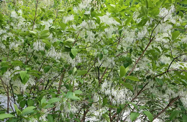 白花开的边树 西弗吉尼亚州 — 图库照片