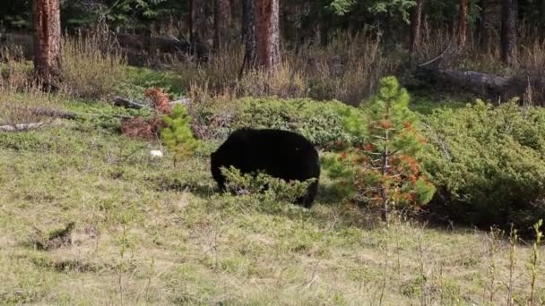 Wild Black Bear Национальный Парк Джаспер Альберта Канада — стоковое видео