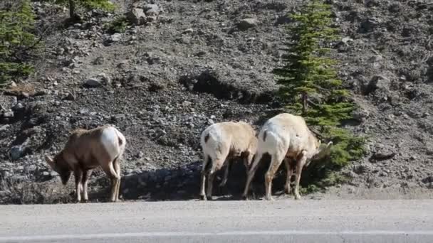 Ovejas Bighorn Parque Nacional Jasper Alberta Canadá — Vídeo de stock