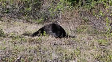Kara ayı otlağı, Jasper Np, Alberta, Kanada