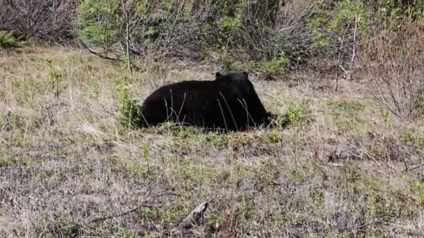 野生黑熊 Jasper 加拿大 — 图库视频影像
