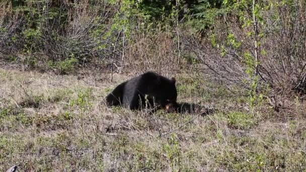 Scena Con Orso Nero Jasper Canada — Video Stock