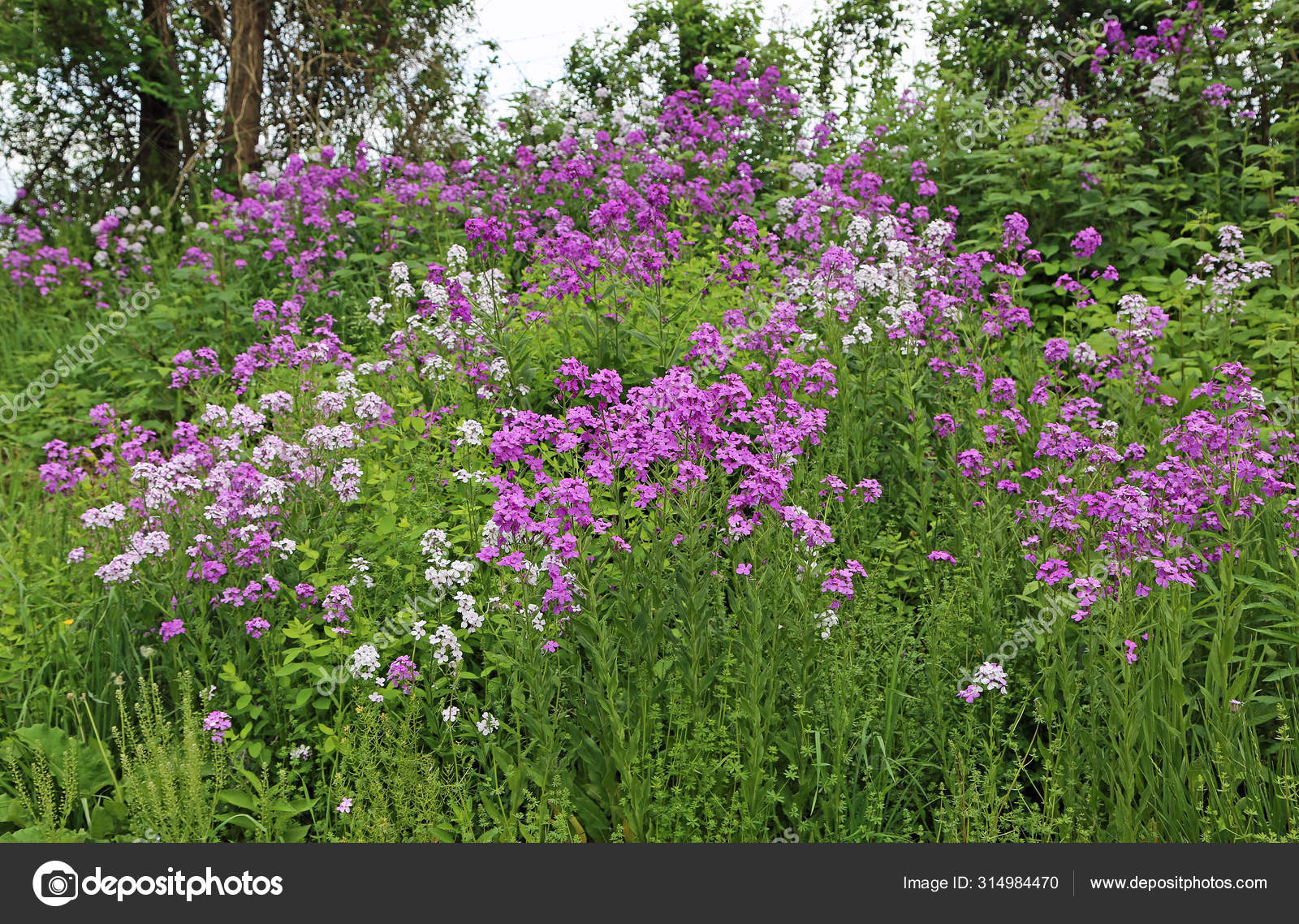 Phlox
