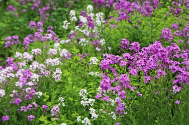 White and violet phlox flowers - domestic spring wildflowers of West Virginia