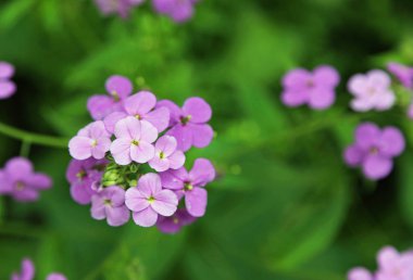 Leylak çiçeği kapanıyor - Batı Virginia 'nın yerel bahar çiçekleri