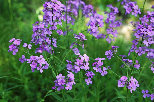 Lilac Phlox Bloemen Binnenlandse Lente Wilde Bloemen Van West Virginia — Stockfoto