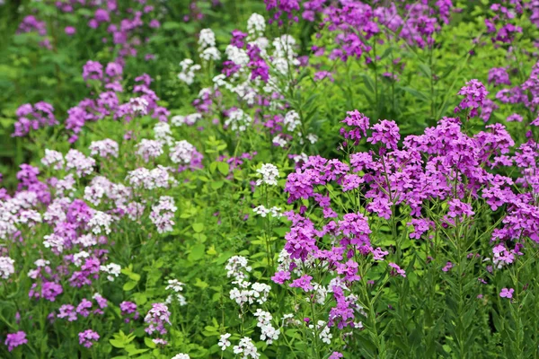 Flores Flox Brancas Violetas Flores Silvestres Primavera Domésticas Virgínia Ocidental — Fotografia de Stock