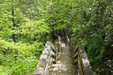 Ormandaki sahil yolu - Hills Creek, Batı Virginia