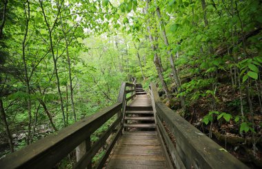 Ormandaki tahta kaldırım - Hills Creek, Batı Virginia