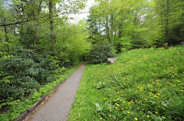 Bahar mevsimindeki patika - Hills Creek, Batı Virginia