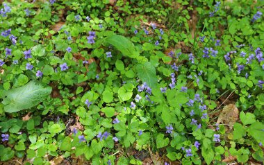 Vahşi menekşe halı - Batı Virginia