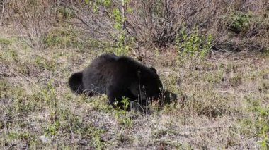 Vahşi Siyah Ayı - Jasper Ulusal Parkı, Batı Virginia