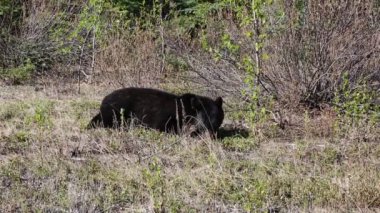 Kara Ayı yiyor - Jasper Ulusal Parkı, Batı Virginia