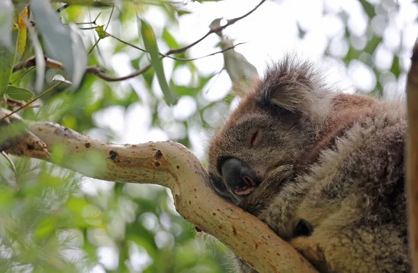Dormire Koala Sul Ramo Kennett River Victoria Australia — Foto Stock