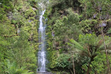 Erskine Falls ile uçurum - Büyük Otway Ulusal Parkı, Victoria, Avustralya