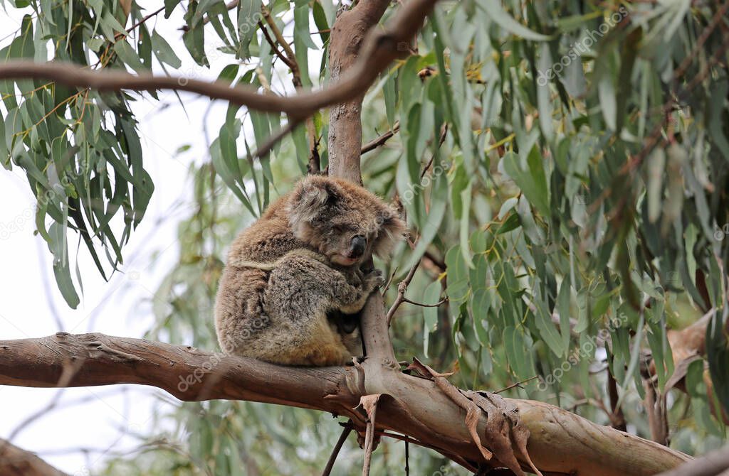 Koala sleeping on the branch - Kennett River - Victoria, Australia