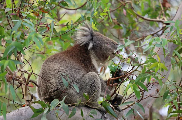 Koala Fressen Aus Nächster Nähe Kennett River Victoria Australien — Stockfoto